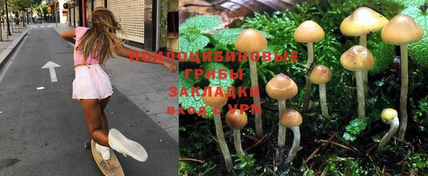 прущие грибы Волоколамск