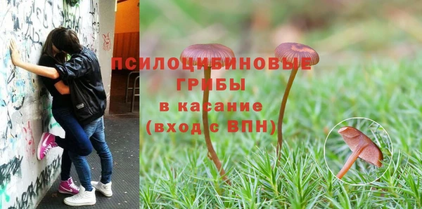 прущие грибы Волоколамск